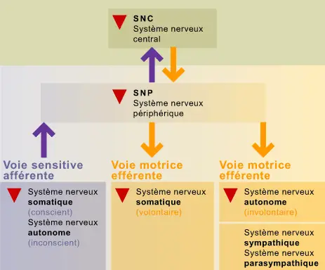 Découvrez les différences entre le système nerveux sympathique et parasympathique, leurs impacts sur la santé, et comment rester équilibré.